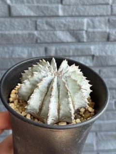 ☆激白☆関上ホリダ　ホリダ　幅6cm ゼブラホリダ　オベサ ☆激白☆関上ホリダ ホリダ 幅6cm ゼブラホリダ オベサ - メルカリ