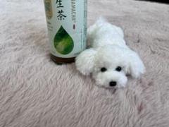 トイプードル編みぐるみ（植毛）　犬　 【伏せポーズ】　ホワイト