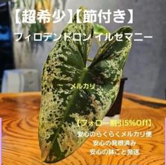 【レア】格安！　フィロデンドロン　イルセマニー　斑入り フィロデンドロン イルセマニ 斑入り(PHILODENDRON ILSEMANII