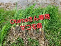 Otamaさん専用　マコモ苗　150株　② Otamaさん専用 マコモ苗 150株 ② - メルカリ