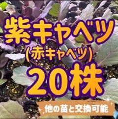 2025年最新】群馬キャベツの人気アイテム - メルカリ