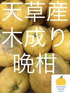 晩柑 家庭用 4.5kg