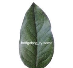 hedgehog_ry様 ご確認用