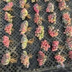 注目の 多肉植物 五十鈴玉錦 メルカリ - 12株 鮮明錦 最上級斑入り ハオルチア・アロエ