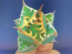 a*。様 スーパーチタノタ 未発根子株一つ。 スーパーチタノタ 未発根子株一つ - メルカリ