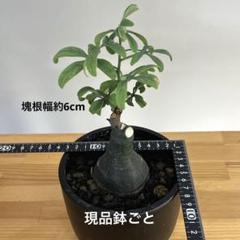 アデニア グラウカ No.012 鉢、送料込 メルカリ便 - メルカリ