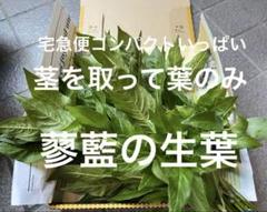 蓼藍の生葉　ねこポスいっぱい　2025年　1番藍　　染料　染色　ジャパンブルー