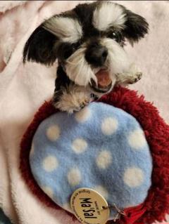 希少 黒入荷！ ワンちゃん 有名作家作 特別価格】 ぬいぐるみ 犬 創作人形 ぬいぐるみ