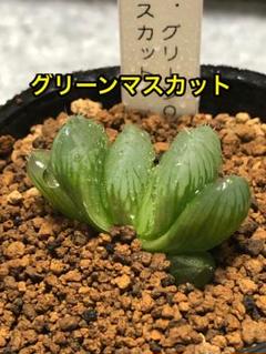 多肉植物 ハオルチア グリーンマスカット