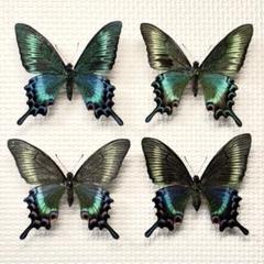 蝶標本 ミヤマカラスアゲハ春型2♂2♀セット 北海道産 飼育品