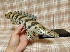 美品　34cmポリプテルス　フィギュア　レプリカ　fish craft REAL 516h9mbULAL._UF350,350_QL80_.jpg