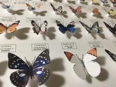 国産蝶標本 ウスバキチョウ♂️ トムラウシ山 規制前野外採集 珍品 ...