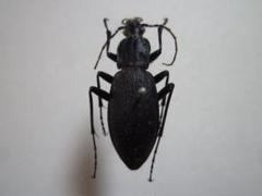 カマボコ　オサムシ２種　学術標本 カマボコ様専用 オサムシ2種 学術標本 - メルカリ