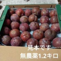 お値下げ中！！すもも 鹿児島産 5キロ 2025年最新】鹿児島 すももの人気アイテム - メルカリ