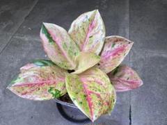 アグラオネマ★ピンクエメラルド★鉢ごと アグラオネマ ピンクエメラルド/Aglaonema ※陶器鉢付き | 【観葉