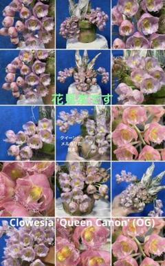 111 タケノコランClowesia 'Queen Canon (OG)