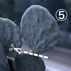 大丸盆　ご確認　専用 Amazon.co.jp: オプンチア 大丸盆 4.5号鉢 サボテン Opuntia