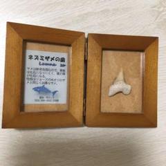 サメの歯