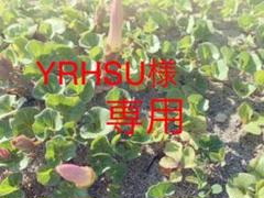 ノエビア薬用スペチアーレローション