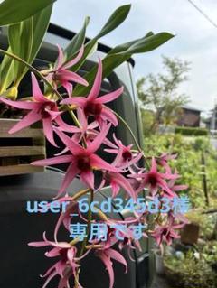 自然種　デンドロビウム　アメジストグロッサム　希少　洋蘭原種 アメジスト色のリップがワンポイントな房咲きデンドロ原種