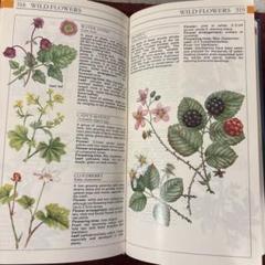 ❤️定番③❤️イギリス植物図鑑 洋書古書 ボタンニカルアート