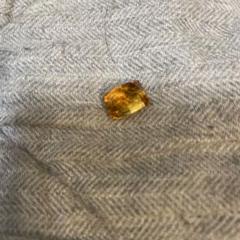 琥珀リングアクセサリー
