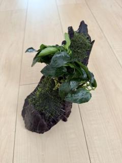 【第四種郵便】専用！活着水草流木　3点 第四種郵便】専用！活着水草流木 3点