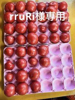 規格外トマト20キロ 訳有り品】加工用に 規格外トマト約20キロ：山梨県産の桃太郎