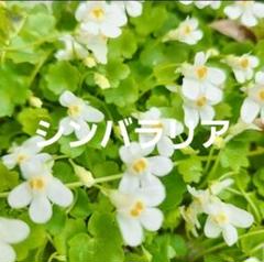 【北海道産】可愛い小花が魅力！シンバラリアの苗 グランドカバーや寄せ植えにのサムネイル