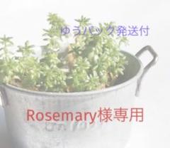 77 クリスペートビューティー錦　希少高級苗　夏色　抜き苗　多肉植物　韓国苗 エケベリア クリスペートビューティー 抜き苗 | 多肉植物カット