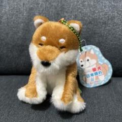 くったり柴犬  VMCコンプリート マスコット ≪8月の新商品≫くったり柴犬元気いっぱい-NEW ITEM