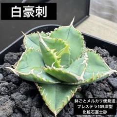【セール】アガベ　チタノタ　白豪棘　No.001　鉢、送料込　メルカリ便 アガベ チタノタ 白豪刺 - メルカリ