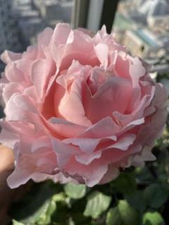 切り花品種バラ苗　レアバラ　大苗 Unforgettabl♡ Rose 2025年最新】レア薔薇苗の人気アイテム - メルカリ