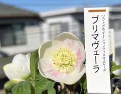 認定タグ付きフレグランス　クリスマスローズ　開花株　加藤農園　苗　現品 楽天市場】加藤 農園 クリスマス ローズの通販