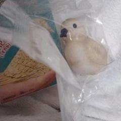 天然記念物 鳩 ハト フィギュア イマジネーションミックス てのりフレンズ