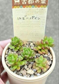 ❣️札付き 多肉植物 セダム 古都の葉さん苗★3苗セット★ ❣️札付き 多肉植物 セダム 古都の葉さん苗☆3苗セット☆