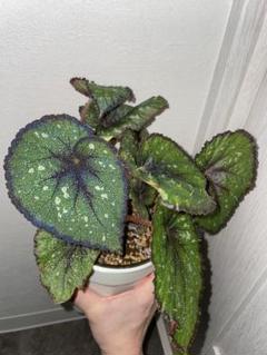 希少品種！ベゴニア・ロッキー（Begonia rockii） （商品一覧