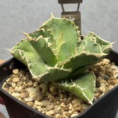 A*K様 多肉植物・アガベ・チタノタ・特選・白豪刺・株上強刺