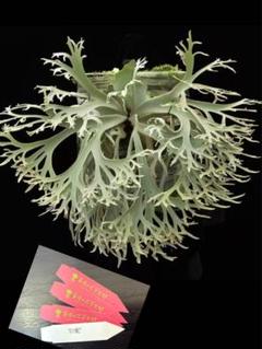 こたろう様メルカリ便！P. willinckii ’Jenny’ TC 1604 P. willinckii 'Jenny' TC 2114 - メルカリ