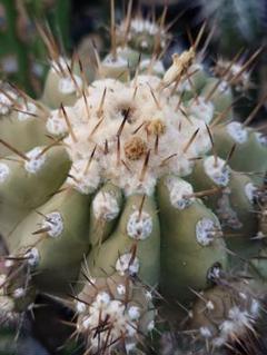 COPIAPOA MUDBALL コピアポア　フィギュア　まとめ売り COPIAPOA MUDBALL コピアポア フィギュア まとめ売り - メルカリ
