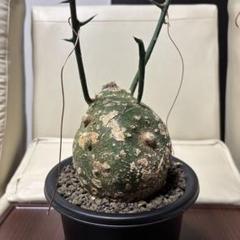 美株 ダブルヘッド アデニア グロボーサ 現地株 発根済 現地球 コーデックス 美株 ダブルヘッド アデニア グロボーサ 現地株 発根済 現地球