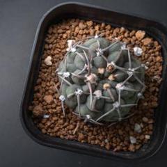 狂刺 スーパー バッテリー 実生 太刺 鉢植えメルカリ便送料込み 狂刺 スーパー バッテリー 実生 太刺 鉢植えメルカリ便送料込み