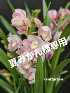 蘭鉢シンピジューム・気まぐれヴィーナス4本立ち5.5号鉢　85センチ　蕾いっぱい 蘭鉢シンピジューム・気まぐれヴィーナス4本立ち5.5号鉢 85