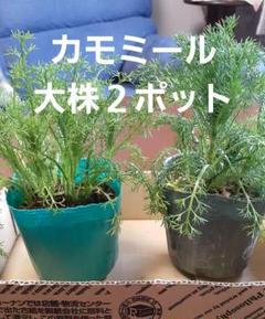 2025年最新】カモミールローマンの人気アイテム - メルカリ