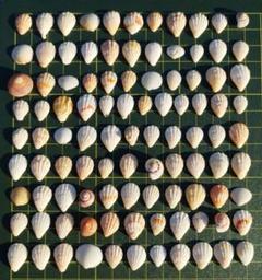 貝殻　セット　100個ミックス【75】