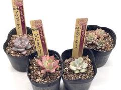 おらいさん.＊札のみ.11種セット.＊ Yahoo!オークション -「多肉植物おらいさん苗」(観葉植物) の