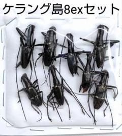 カミキリムシ標本3点まとめて　専用 カミキリムシ標本❌3 - メルカリ