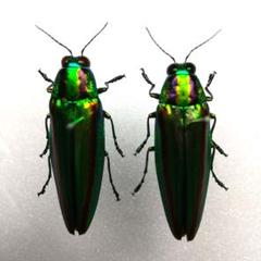 m75293705299_1.jpg?1712394412