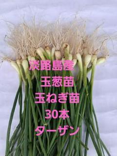 900本！淡路島産玉ねぎ苗ターザン！送料無料 農家直送]送料無料 淡路島産 玉ねぎ ターザン3kg Mサイズ ☆秀