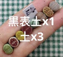 2025年最新】多肉植物 リトープスの人気アイテム - メルカリ